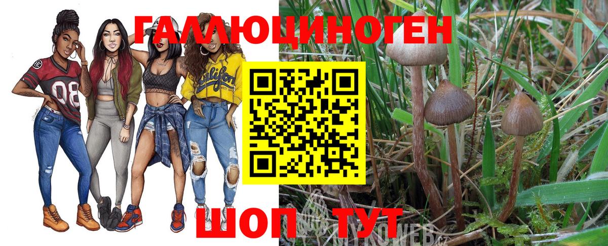 Галлюциногенные грибы Cubensis Городец